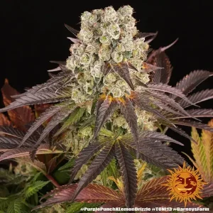 Semilla de marihuana Purple Punch x Lemon Drizzle de Barneys Farm - Foto 1