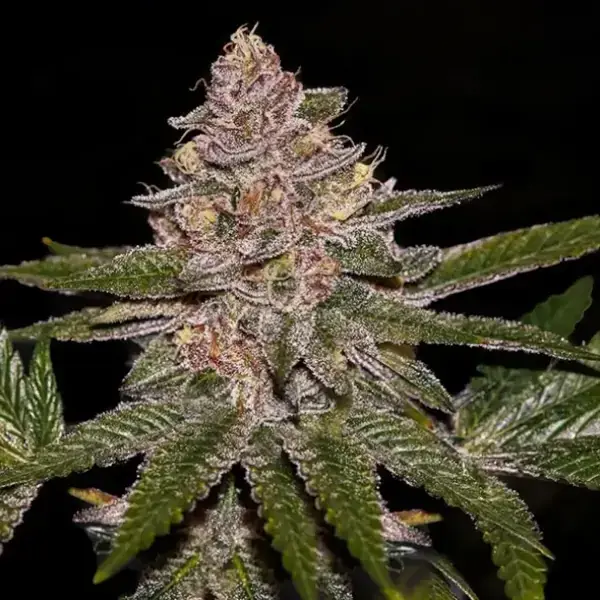 Semilla de marihuana Radical Juice de Ripper Seeds - Foto 1
