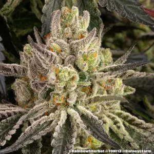 Semilla de marihuana Rainbow Sherbert de Barneys Farm - Foto 1