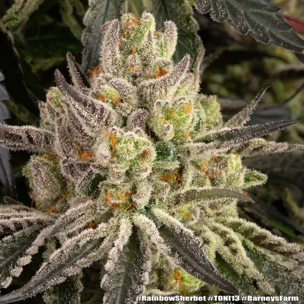 Semilla de marihuana Rainbow Sherbert de Barneys Farm - Foto 1