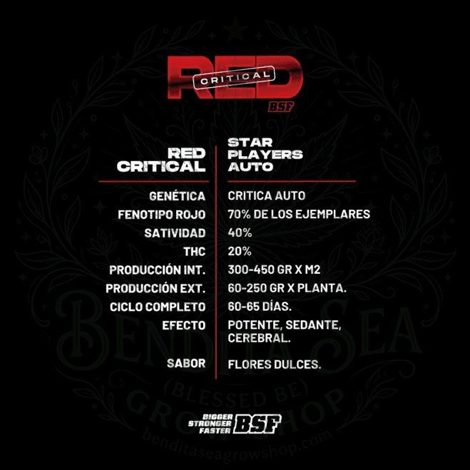 Red Critical XXL AUTO: cogollo de Red Critical XXL AUTO con la marca de agua de Bendita Sea