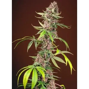 Semilla de marihuana Red Mandarine Fast de Sweet Seeds - Foto 1
