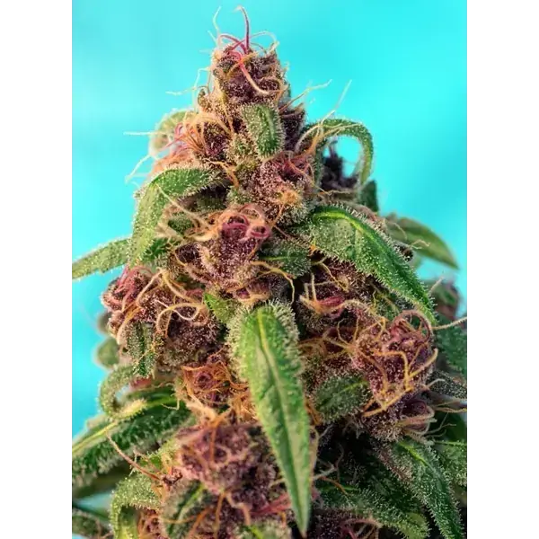 Semilla de marihuana Red Mandarine Fast de Sweet Seeds - Foto 2