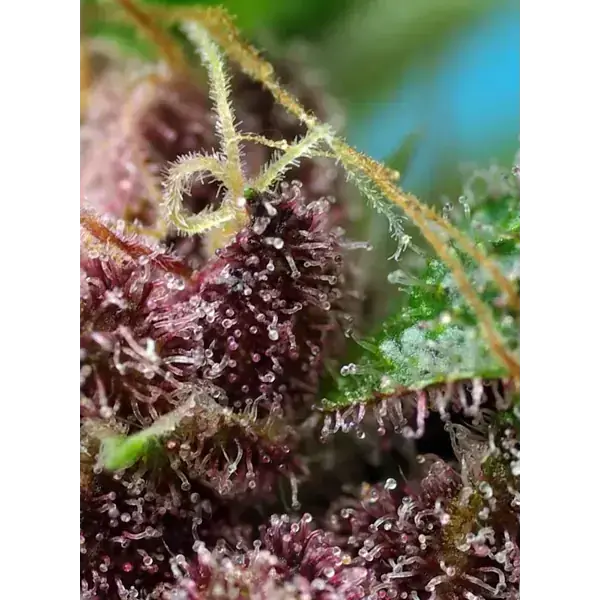 Semilla de marihuana Red Mandarine Fast de Sweet Seeds - Foto 3