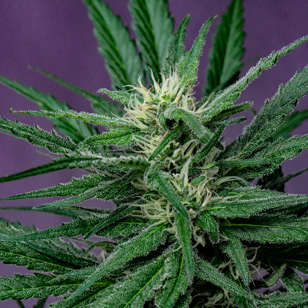 Semilla de marihuana Rosa Andina de Breeders - Foto 10