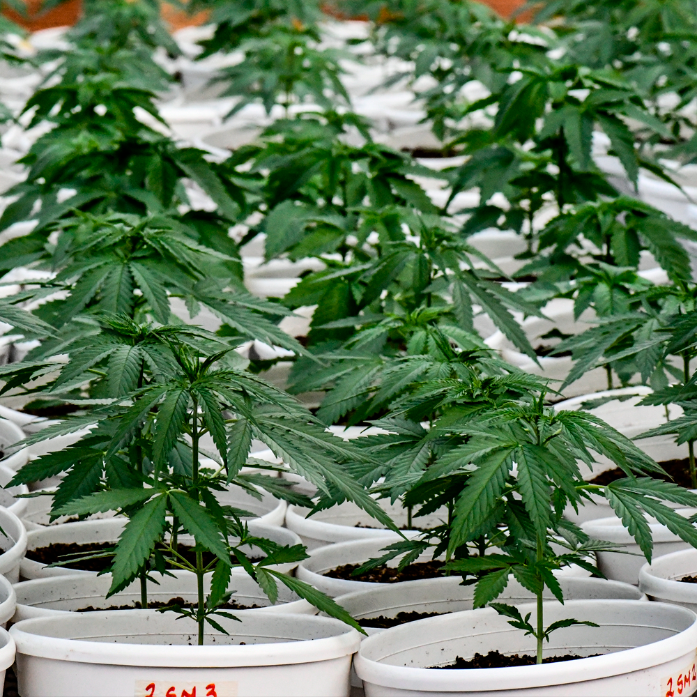 Semilla de marihuana Rosa Andina de Breeders - Foto 11