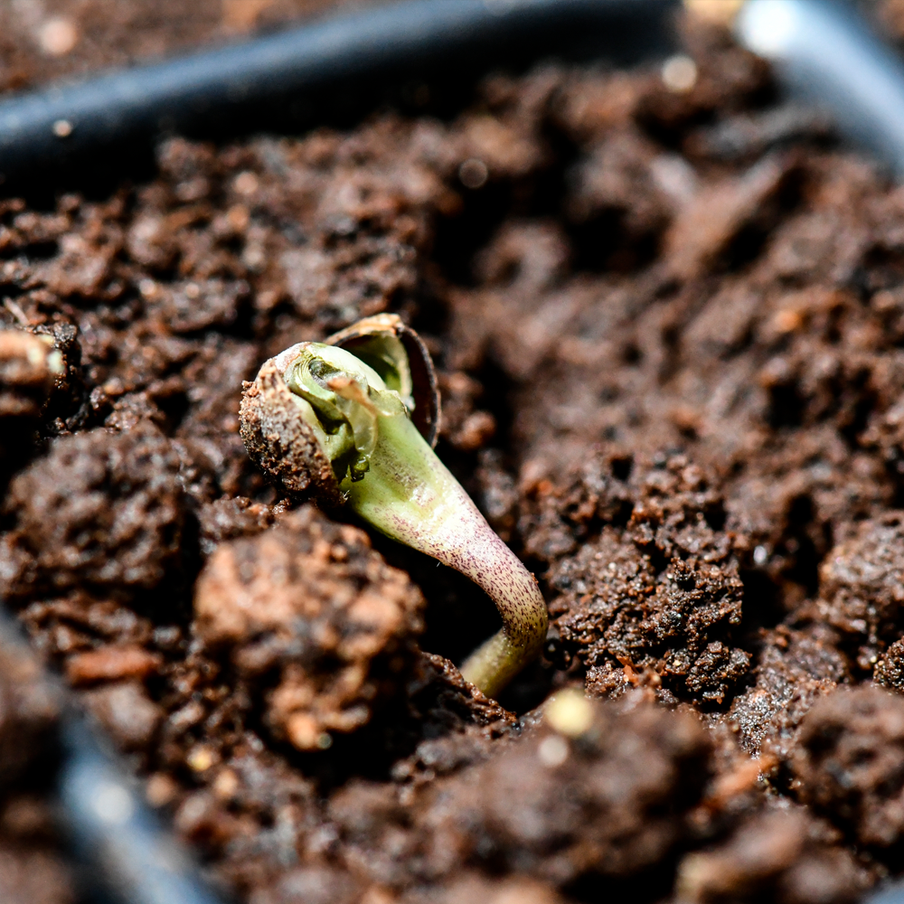 Semilla de marihuana Rosa Andina de Breeders - Foto 13