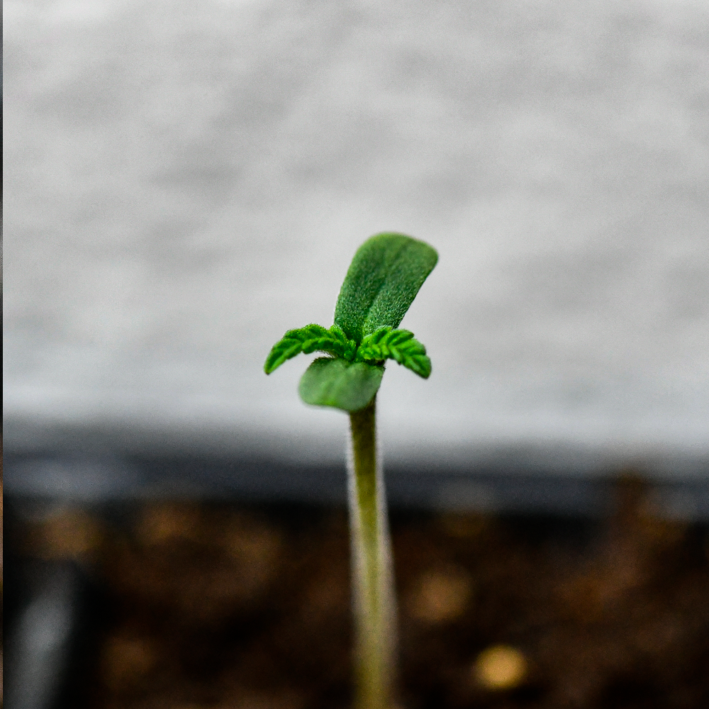 Semilla de marihuana Rosa Andina de Breeders - Foto 14