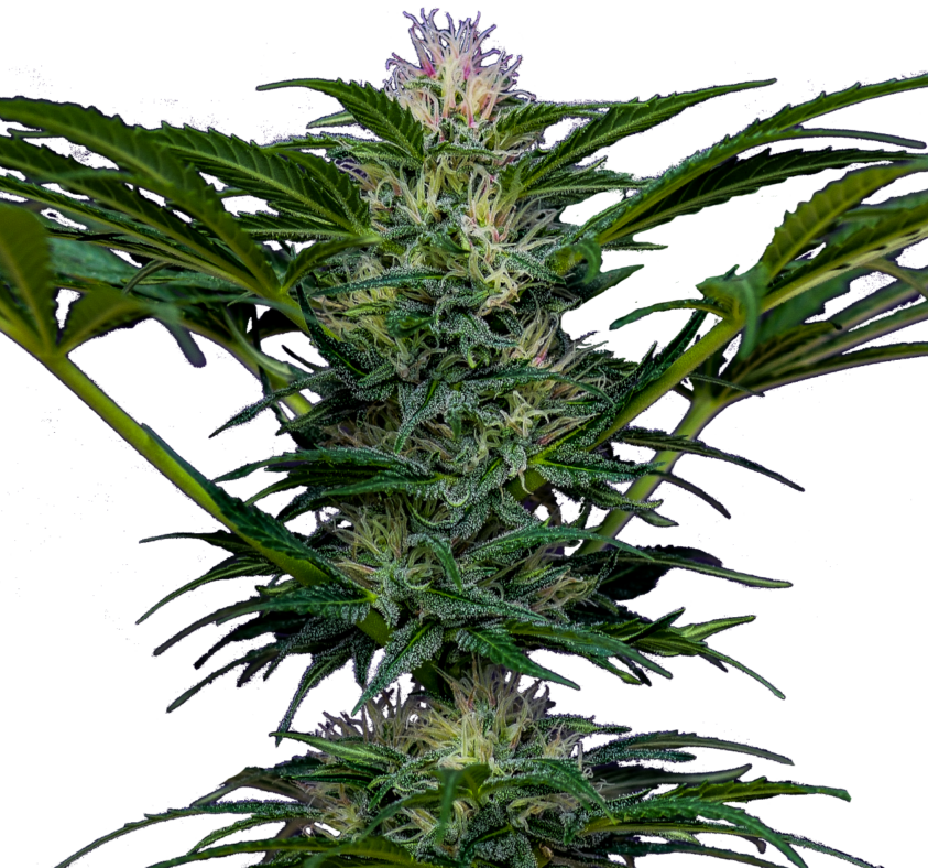 Semilla de marihuana Rosa Andina de Breeders - Foto 2