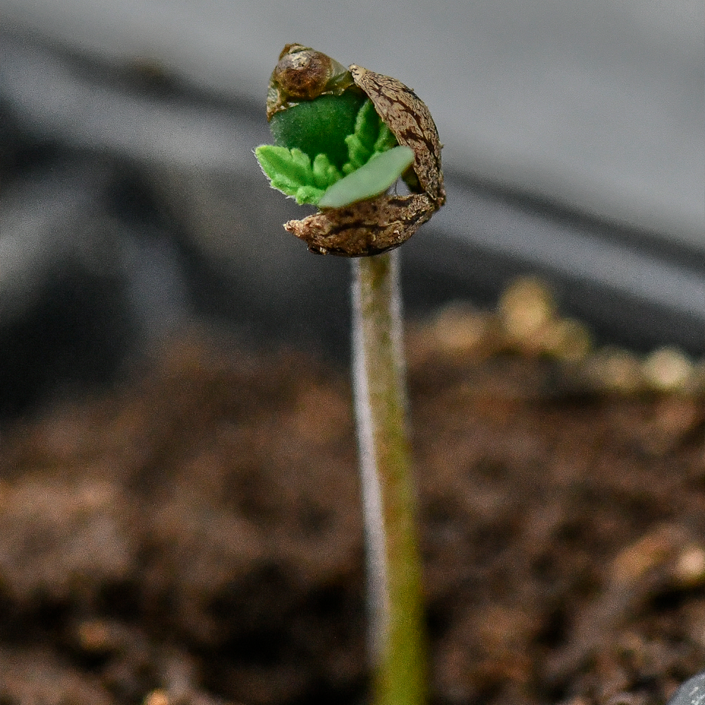 Semilla de marihuana Rosa Andina de Breeders - Foto 5