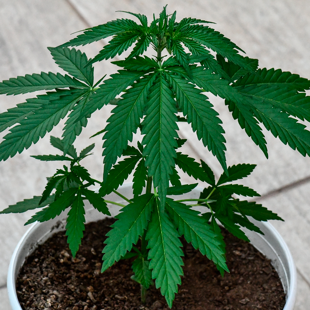 Semilla de marihuana Rosa Andina de Breeders - Foto 6