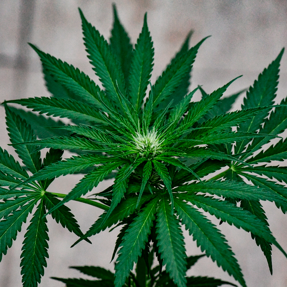 Semilla de marihuana Rosa Andina de Breeders - Foto 7