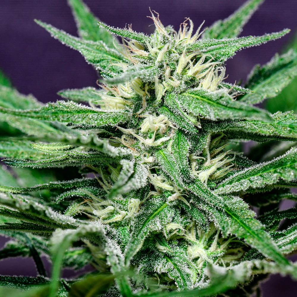 Semilla de marihuana Rosa Andina de Breeders - Foto 8