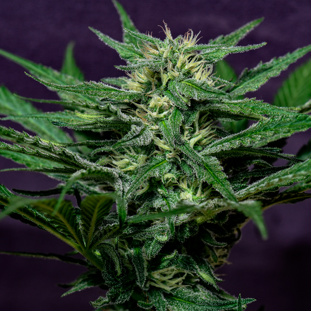 Semilla de marihuana Rosa Andina de Breeders - Foto 9