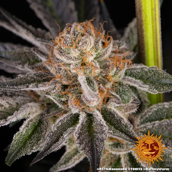 Semilla de marihuana Rs11 X Banana Og de Barneys Farm - Foto 3