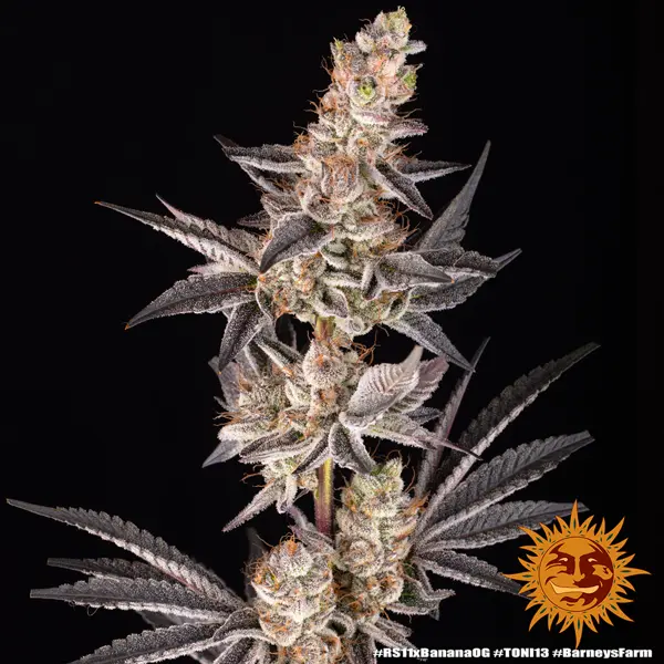 Semilla de marihuana Rs11 X Banana Og de Barneys Farm - Foto 10