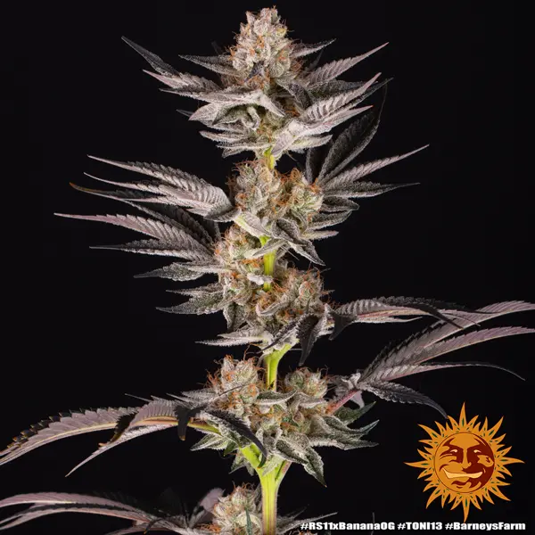 Semilla de marihuana Rs11 X Banana Og de Barneys Farm - Foto 5