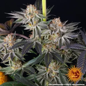 Semilla de marihuana Rs11 X Banana Og de Barneys Farm - Foto 1