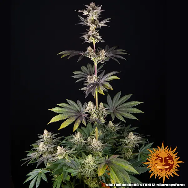 Semilla de marihuana Rs11 X Banana Og de Barneys Farm - Foto 8