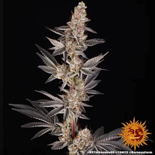 Semilla de marihuana Rs11 X Banana Og de Barneys Farm - Foto 7