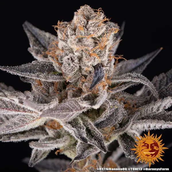 Semilla de marihuana Rs11 X Banana Og de Barneys Farm - Foto 4