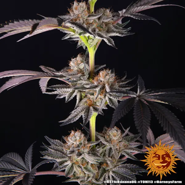 Semilla de marihuana Rs11 X Banana Og de Barneys Farm - Foto 6
