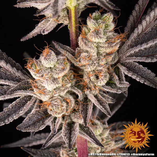 Semilla de marihuana Rs11 X Banana Og de Barneys Farm - Foto 9