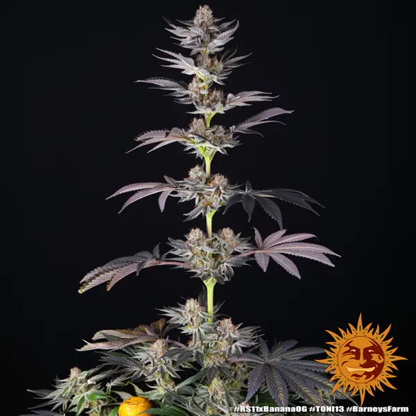 Semilla de marihuana Rs11 X Banana Og de Barneys Farm - Foto 2