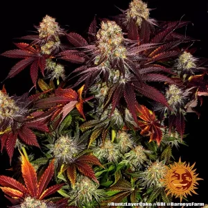 Semilla de marihuana Runtz X Layer Cake de Barneys Farm - Foto 1