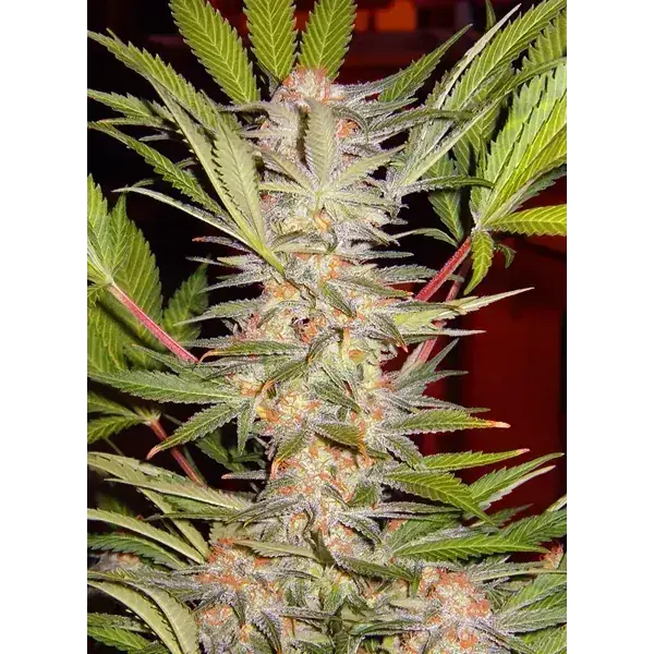 Semilla de marihuana Sad S1 Fem de Sweet Seeds - Foto 4