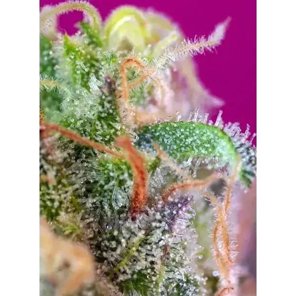 Semilla de marihuana Sad S1 Fem de Sweet Seeds - Foto 3
