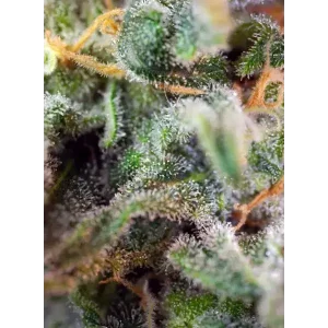 Semilla de marihuana Sad S1 Fem de Sweet Seeds - Foto 1