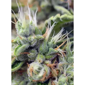 Semilla de marihuana San Fernando Lemon Kush Fem de Sweet Seeds - Foto 1