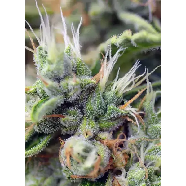 Semilla de marihuana San Fernando Lemon Kush Fem de Sweet Seeds - Foto 1
