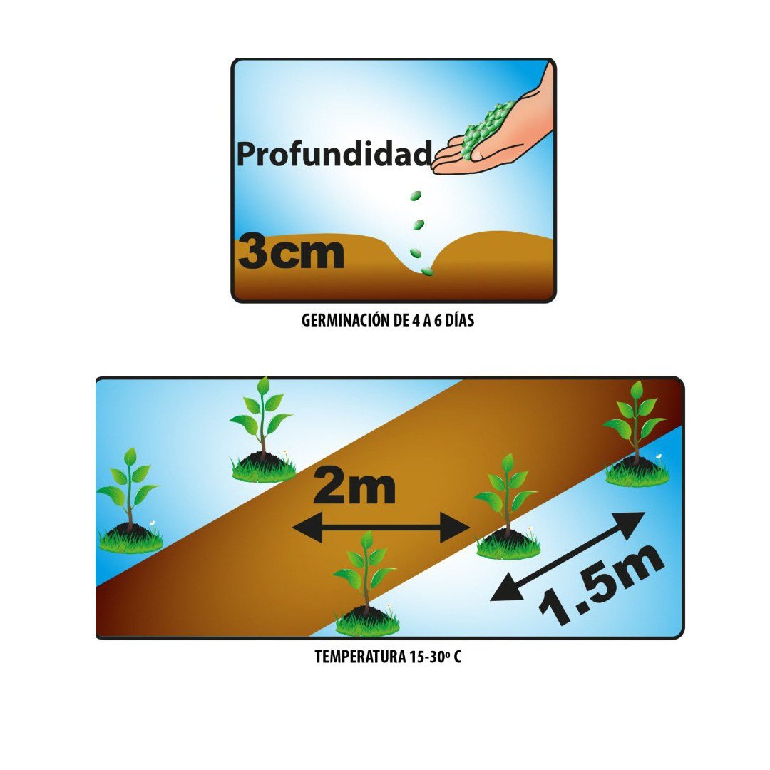 Semillas de Ahuyama Larga Nápoles Fercon: guía de siembra de la ahuyama larga: 3 cm de profundidad, 2 m x 1,5 m