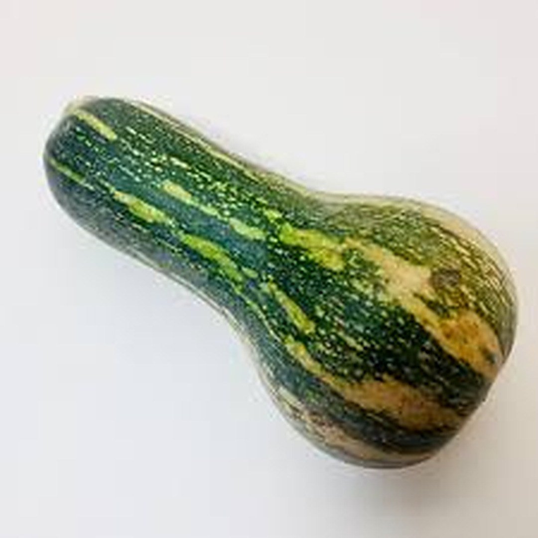 Semillas de Ahuyama Larga Nápoles Fercon: calabaza verde rayada en forma de botella sobre fondo blanco