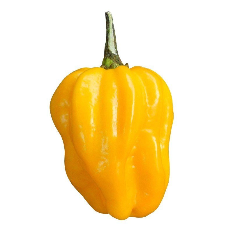 Semillas de Ají Habanero Amarillo Fercon: ají habanero amarillo sobre fondo blanco