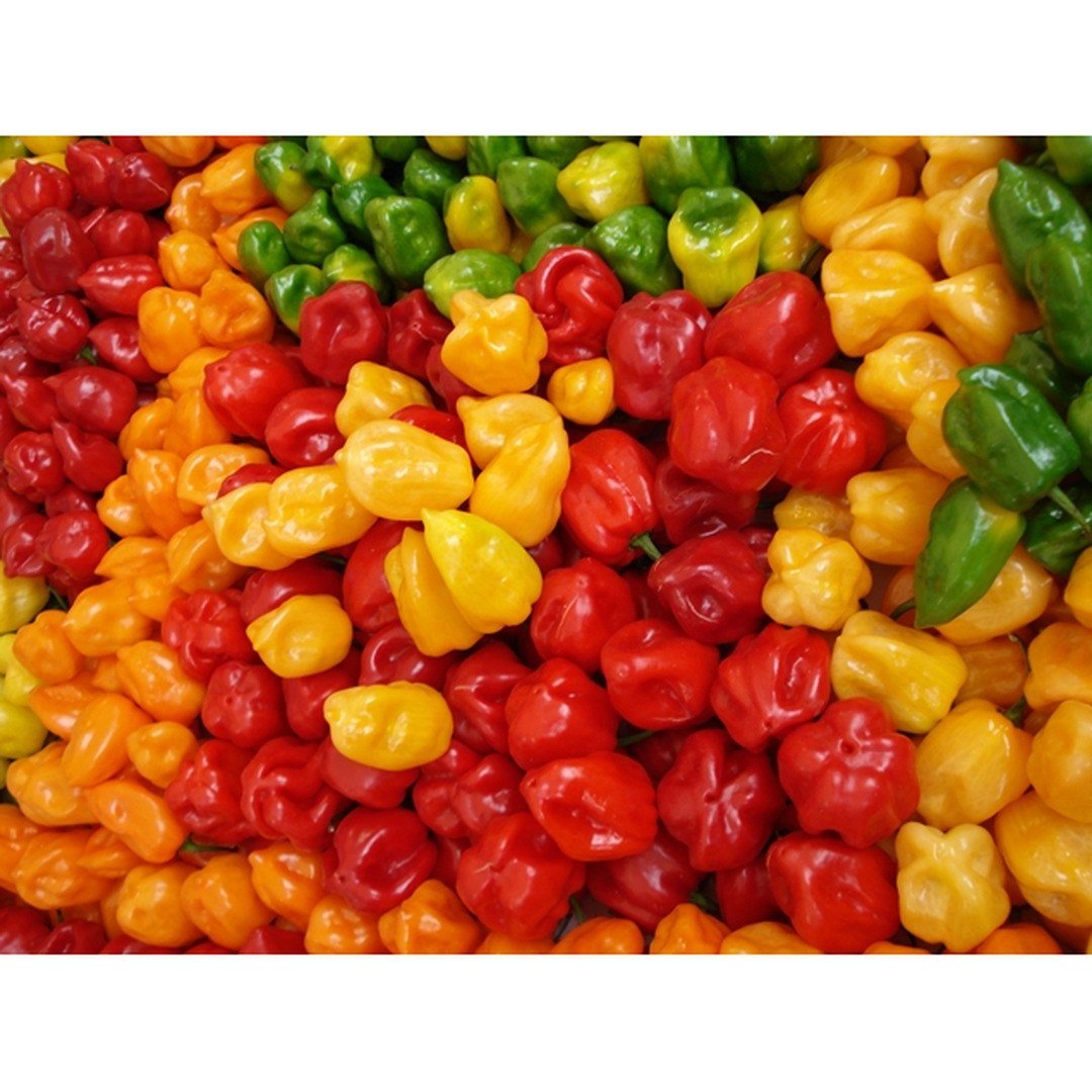Semillas de Ají Habanero Mix Fercon: montón de habaneros de varios colores en el mercado