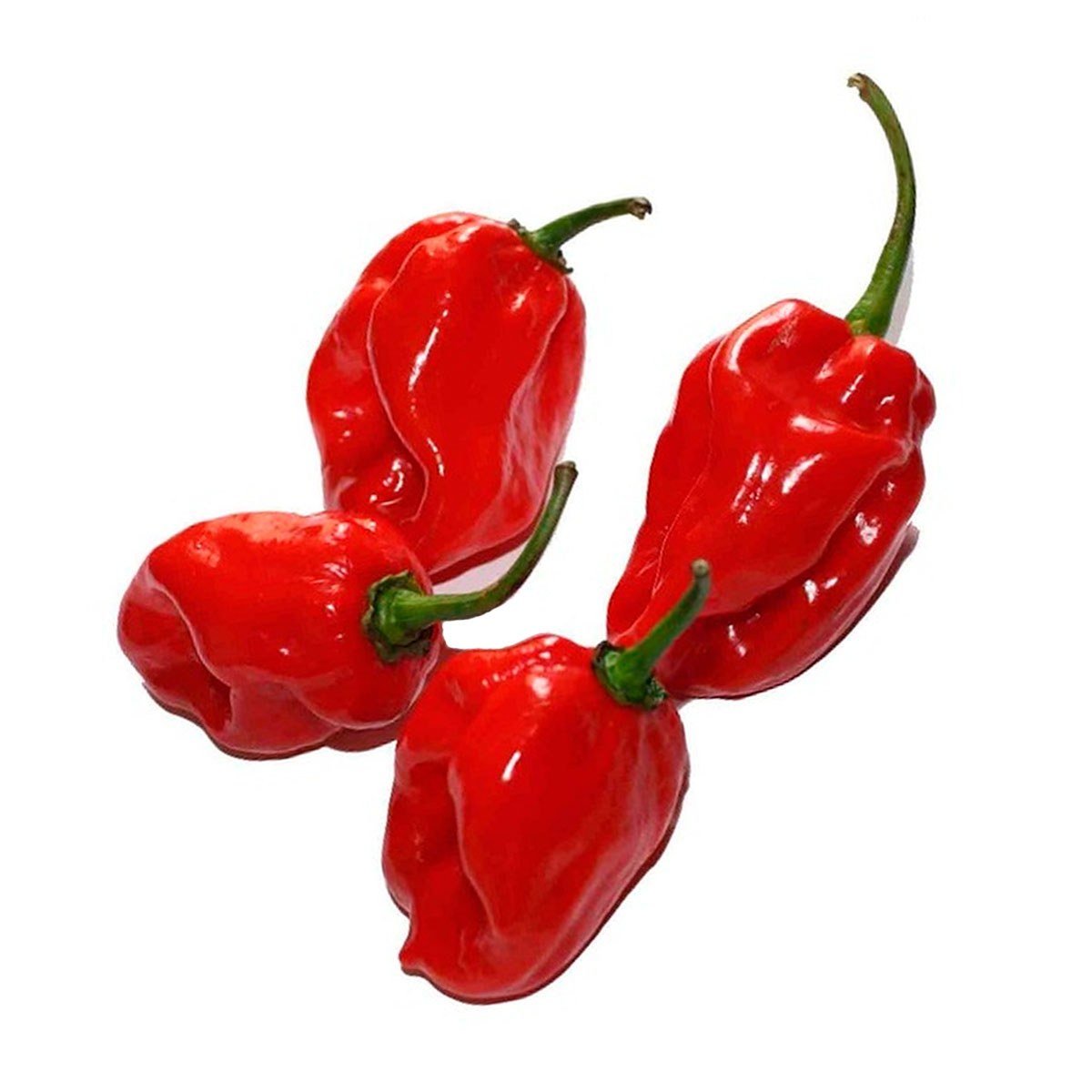 Semillas de Ají Habanero Rojo Fercon: ajíes habaneros rojos sobre fondo blanco