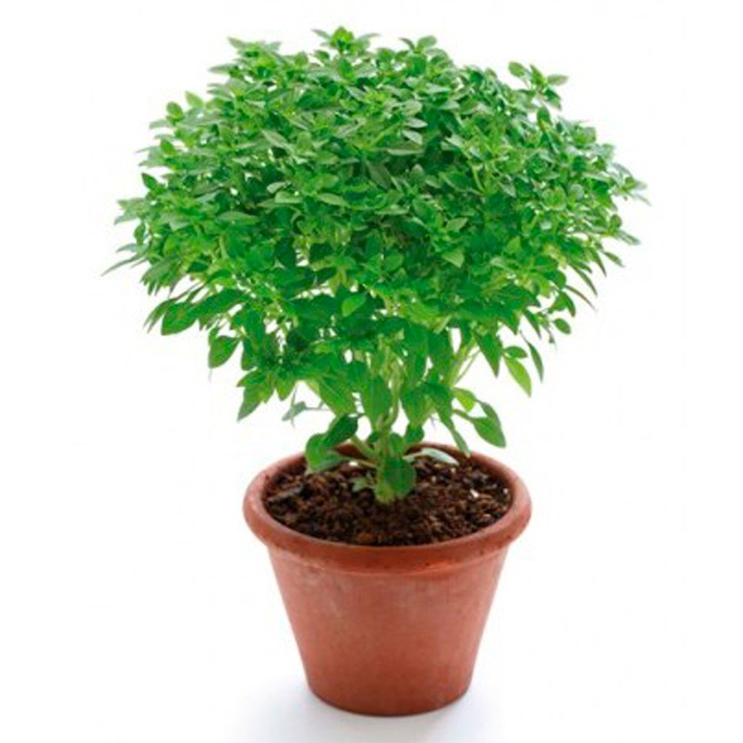Semillas de Albahaca Fina Verde Fercon: mata de albahaca de hoja pequeña en una matera de barro