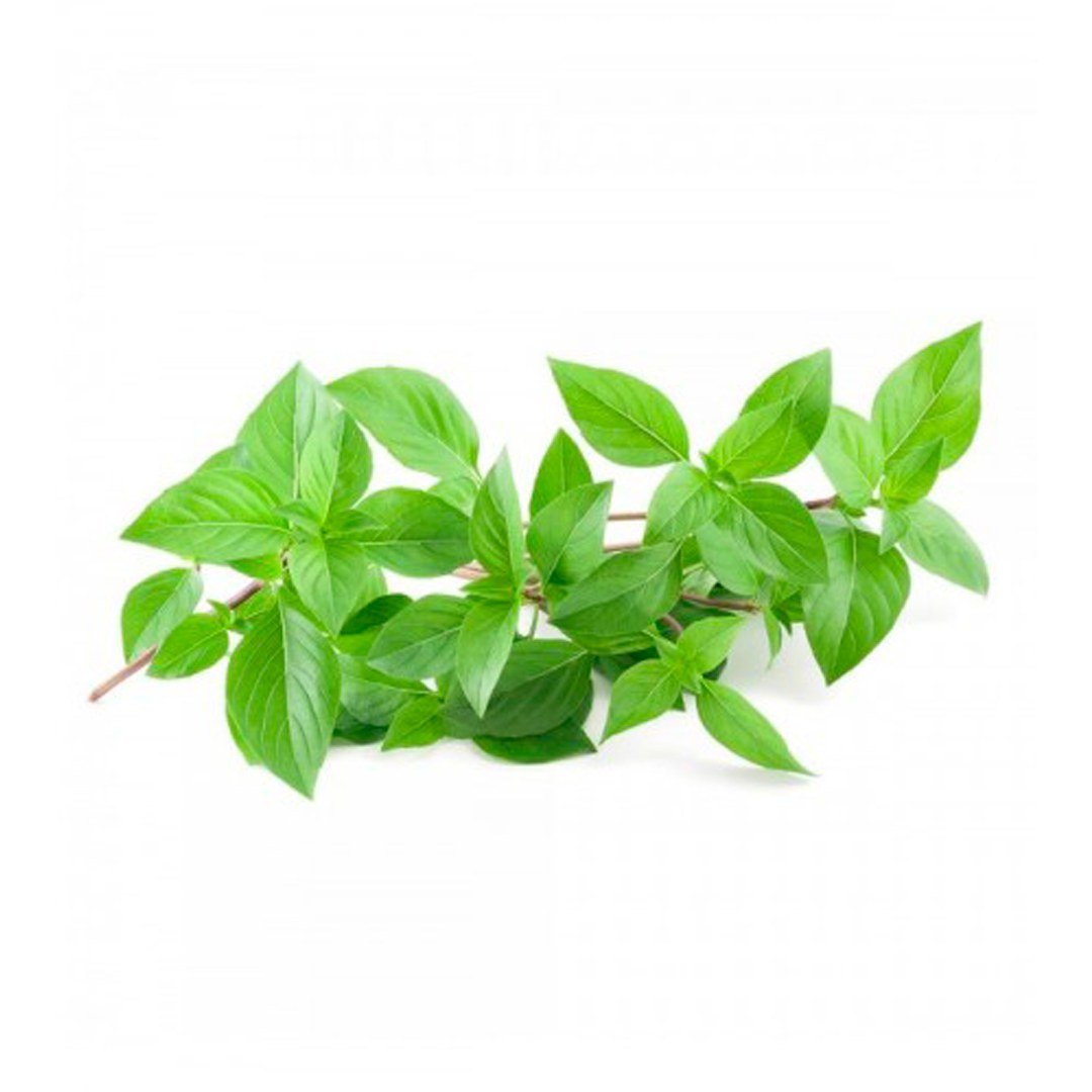 Semillas de Albahaca Fina Verde Fercon: rama de albahaca fresca sobre fondo blanco
