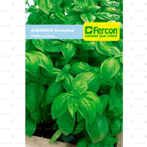 Albahaca Genovesa