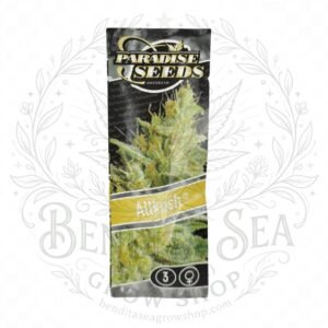 semillas Allkush: cogollo de Allkush con la marca de agua de Bendita Sea