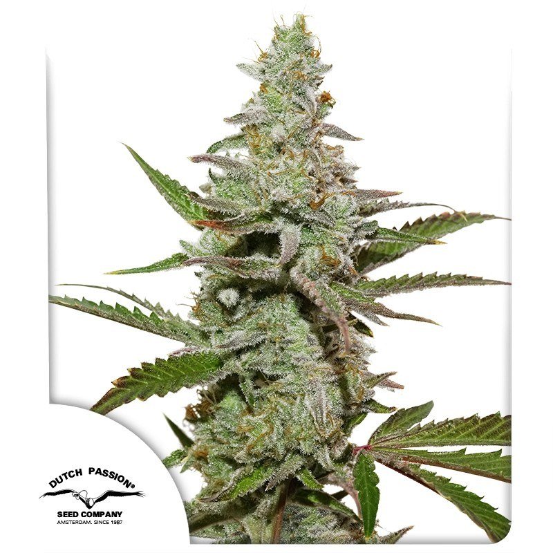 semillas Amsterdam Amnesia: foto de Dutch Passion del cogollo de Amsterdam Amnesia