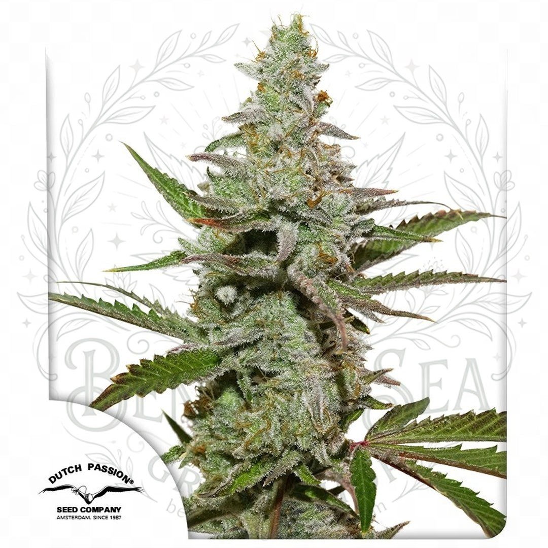 semillas Amsterdam Amnesia: cogollo de Amsterdam Amnesia con la marca de agua de Bendita Sea