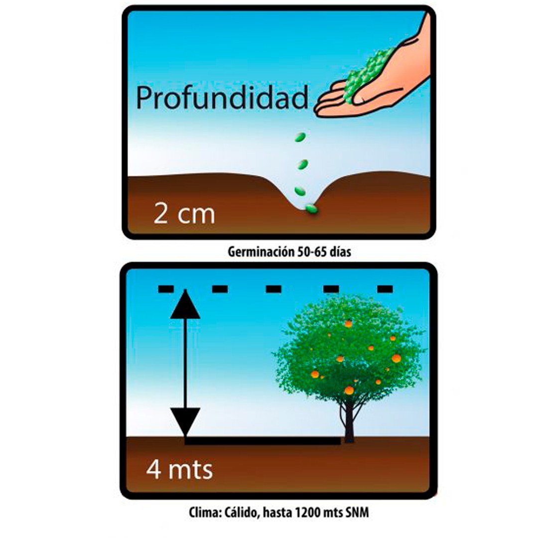 Semillas de Anón Fercon: reverso del sobre con las indicaciones de siembra