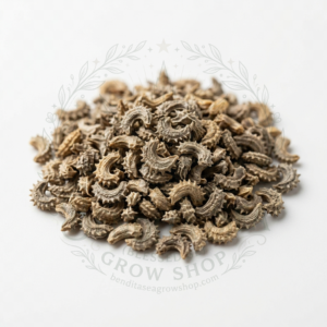 Semillas de Semillas aromáticas Calendula Marigold Amarillo Oro Bendita Sea