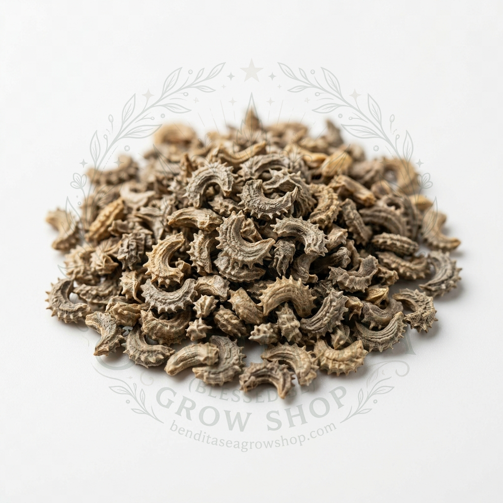Semillas de Semillas aromáticas Calendula Marigold Amarillo Oro Bendita Sea