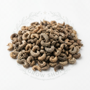 Semillas de Semillas aromáticas Calendula Marigold Mezcla Bendita Sea
