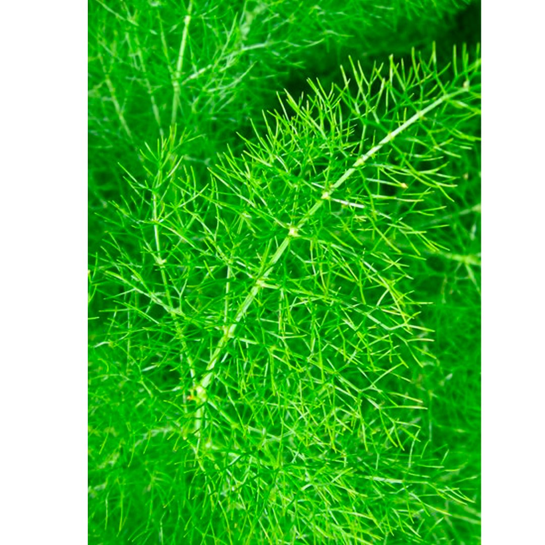 Semillas de Hinojo Foeniculum Aromáticas Fercon - Imagen 3